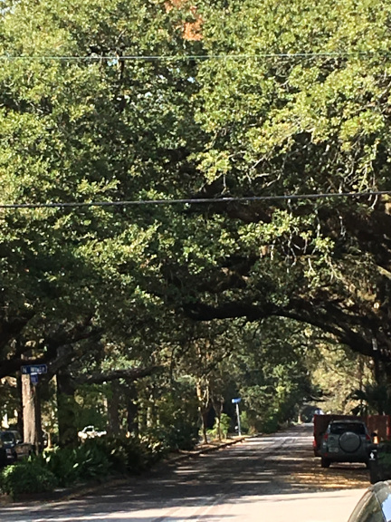 Ursulines Avenue with oaks