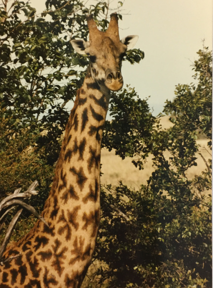 Masi giraffe juvenile