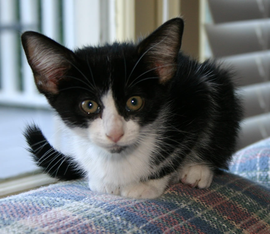 Book as a kitten