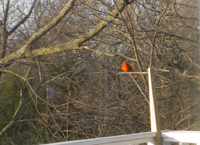 Visiting Cardinal