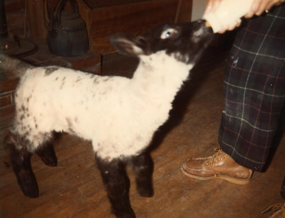 bottle lamb