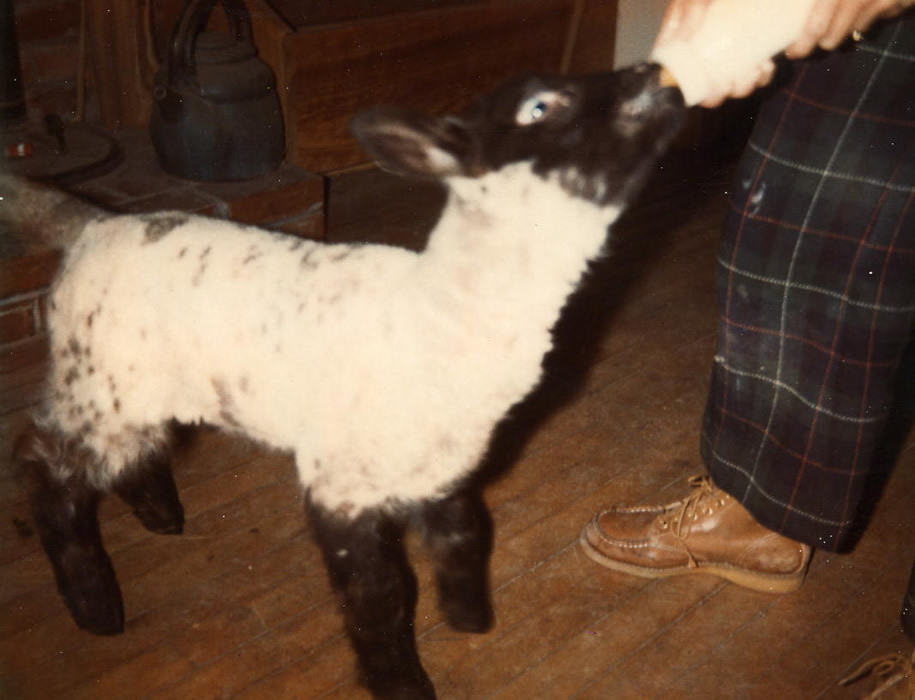 bottle lamb