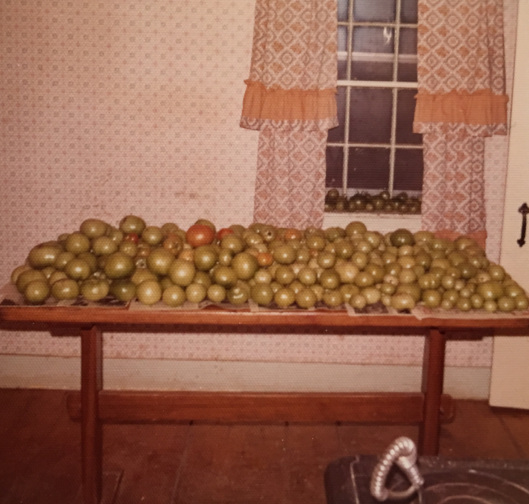 tomato harvest 1972