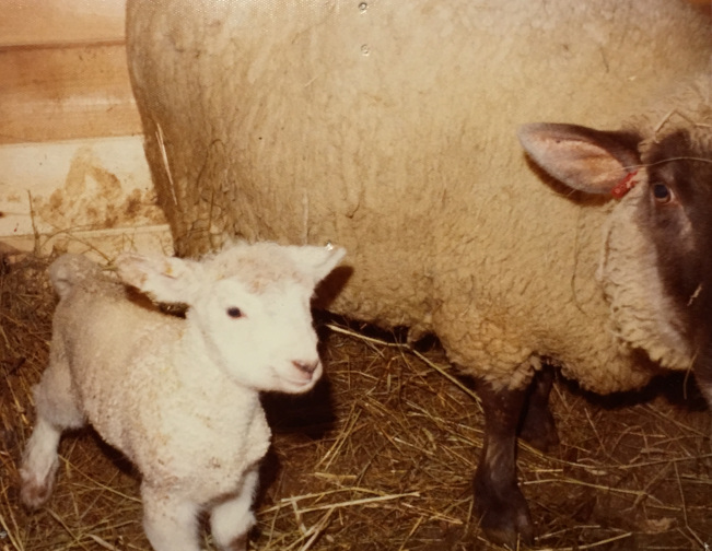 bottle lamb