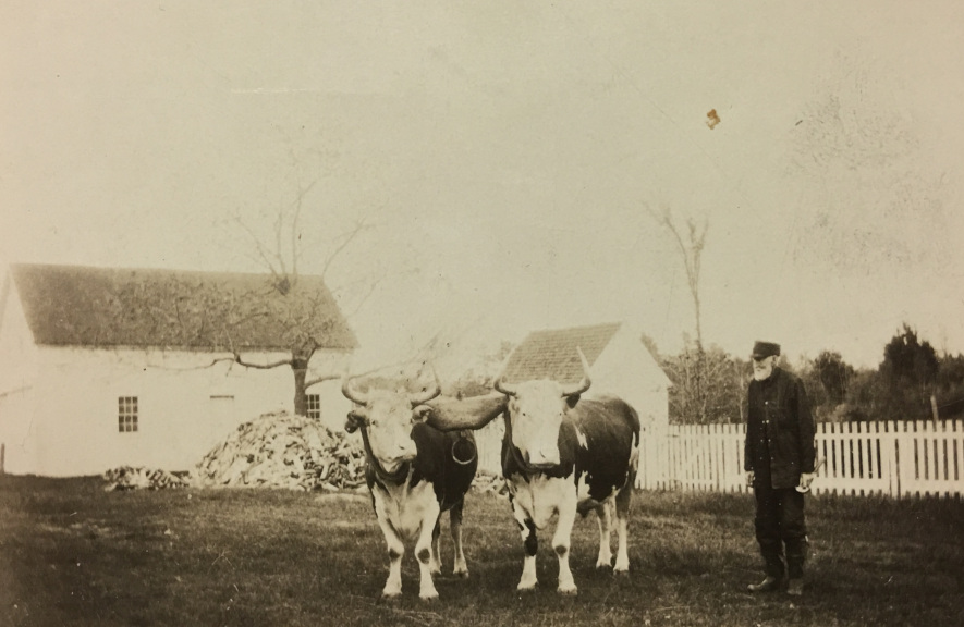 Lewis Plummer and team of oxen