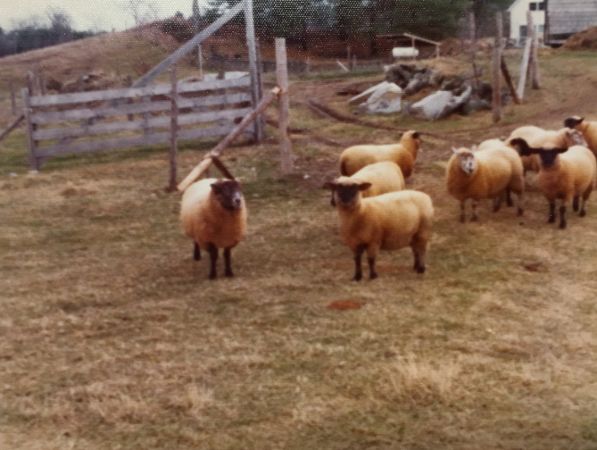 The first flock of sheep