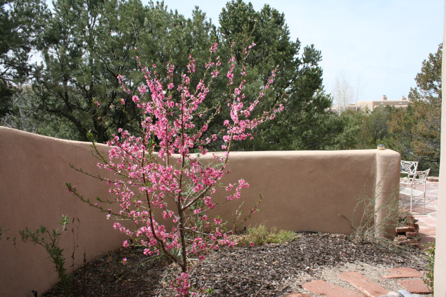 peach tree in bloom