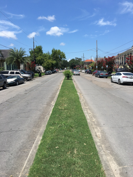 Ursulines Avenue without oaks