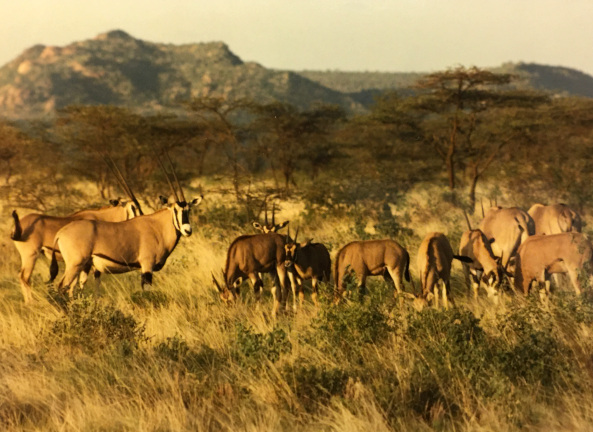 common Oryx