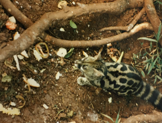 Genet Cat