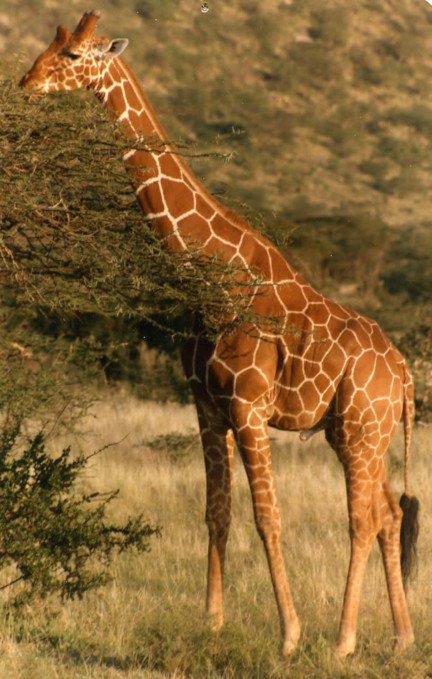 giraffe