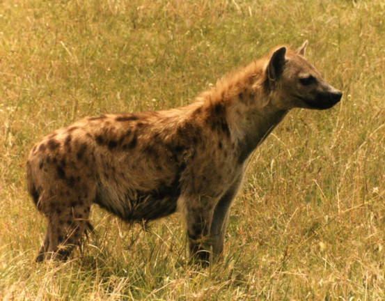 hyena