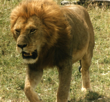 lion