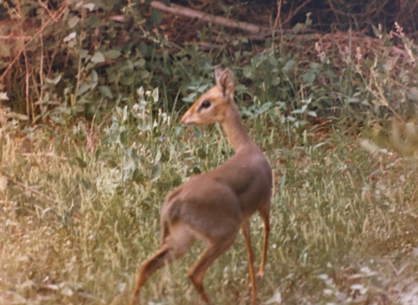 Dik-Dik