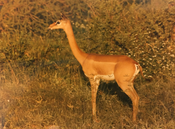 giraffe gazelle Gerenuk