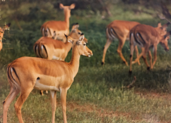 female Imppalas