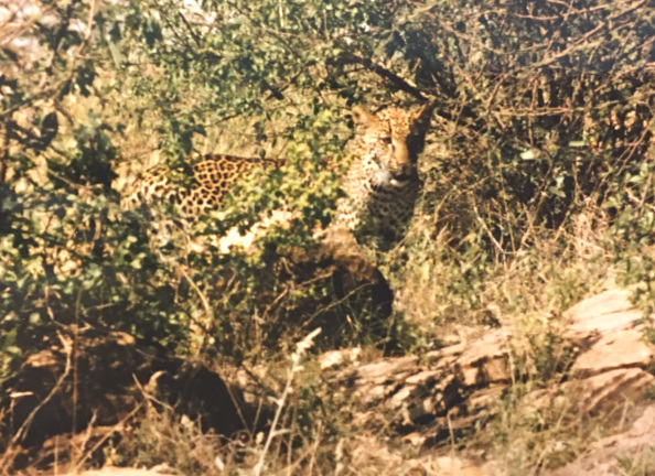 Leopard