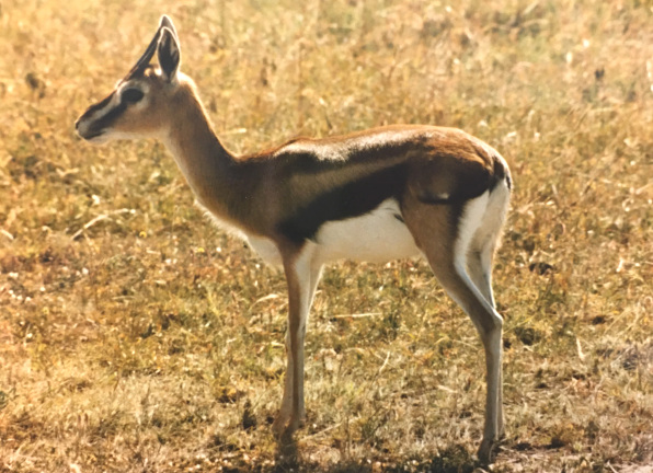 Thompson's Gazelle