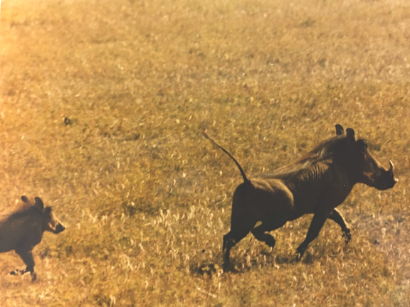 Wart Hog with baby