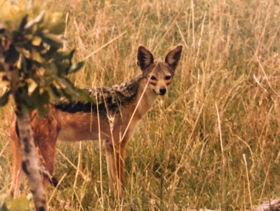 African Wild Dog