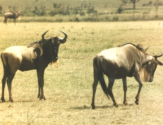 Wildebeest