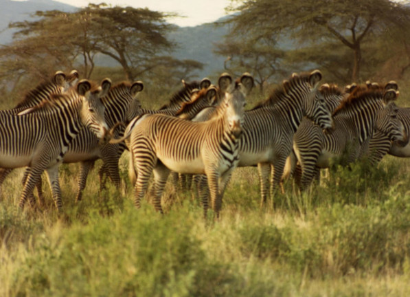 zebras