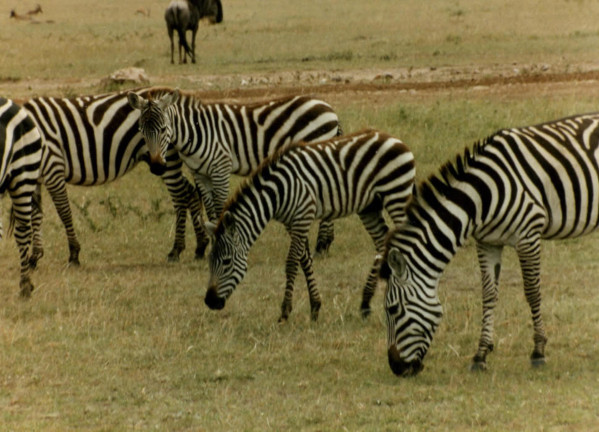 zebras