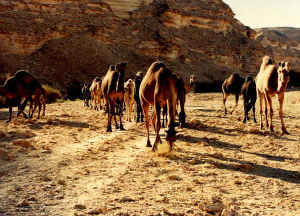 camels in the desert