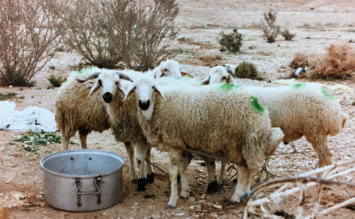 fat tailed sheep