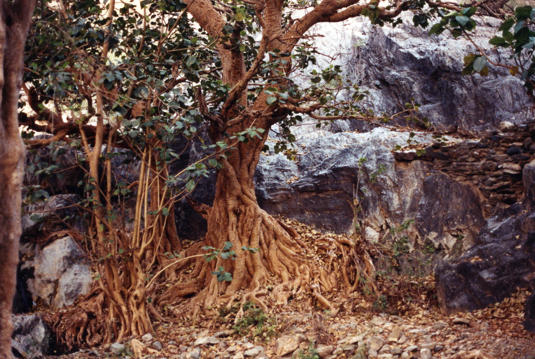 tree along the canal