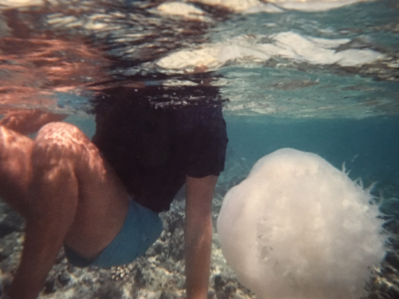 jellyfish