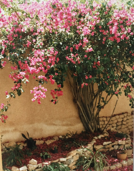 bougainvilla